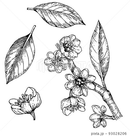 白黒 植物 イラスト 黒色の写真素材