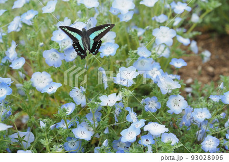 ネモフィラ 蝶 花 青色の写真素材 - PIXTA