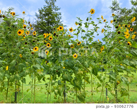 ひまわりのある夏風景のイメージ