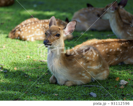 動物 鹿 可愛らしい バンビの写真素材 - PIXTA