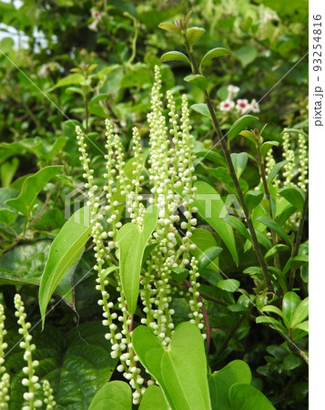 自然薯の花 山芋の写真素材