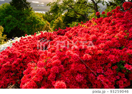 日輪の花の写真素材 - PIXTA