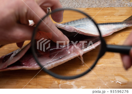 寄生虫 食材 魚 アニサキスの写真素材
