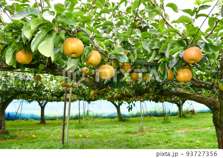 たわわに実った果樹園の梨