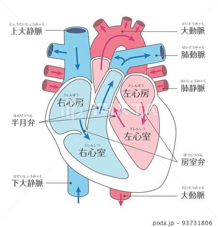 心臓解剖図のイラスト素材