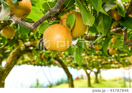 たわわに実った果樹園の梨