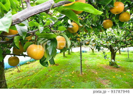 たわわに実った果樹園の梨