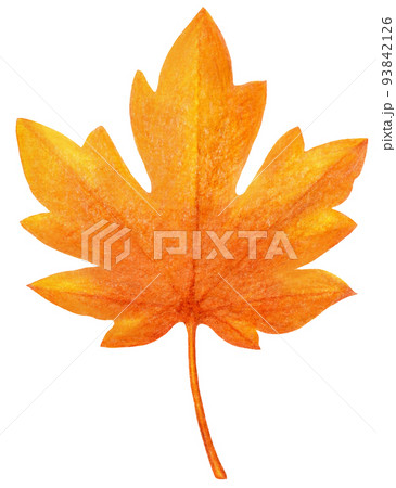 落ち葉拾いのイラスト素材