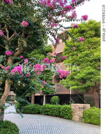 サルスベリの花が咲くマンションアプローチ