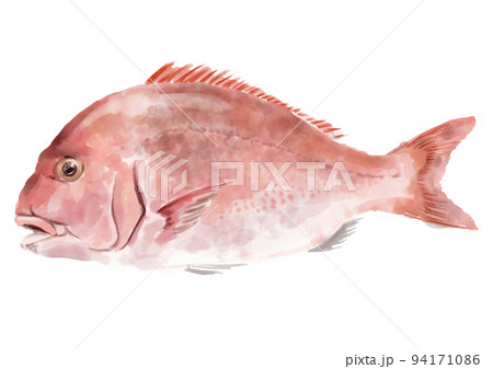 神様のいたずら?魚の中に魚がいる＊鯛 - 高塚由子 の 水彩画