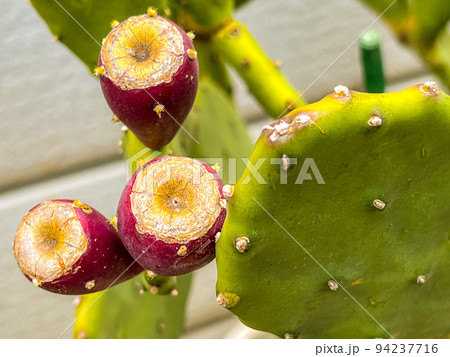 食用サボテン ノパル ノパール ウチワサボテンの写真素材