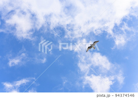 空 カモメ 飛ぶ 鳥の写真素材 - PIXTA