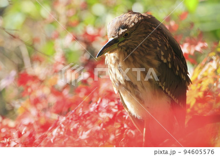 赤サギの写真素材