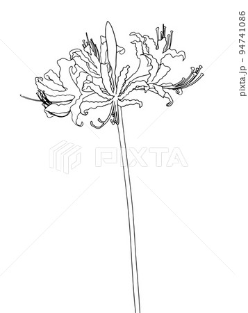 花 白黒 一輪のイラスト素材