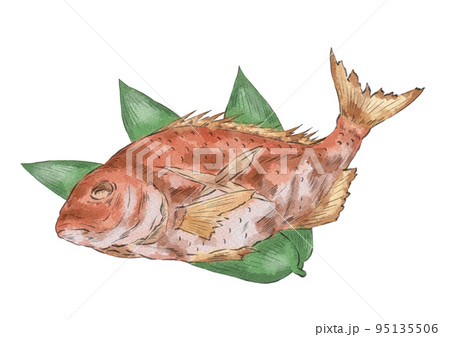 鯛, 水彩, 魚, 描かれた 255/【油絵一発書き！】鯛といとよりを描く。255/ [One-shot oil