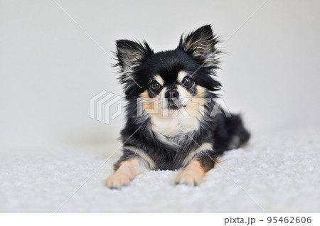 犬 小型犬 チワワ 伏せの写真素材 - PIXTA