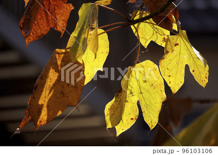 葉 紅葉 アオギリ 青桐の写真素材