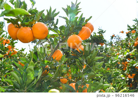 収穫時期のみかん畑のイメージ