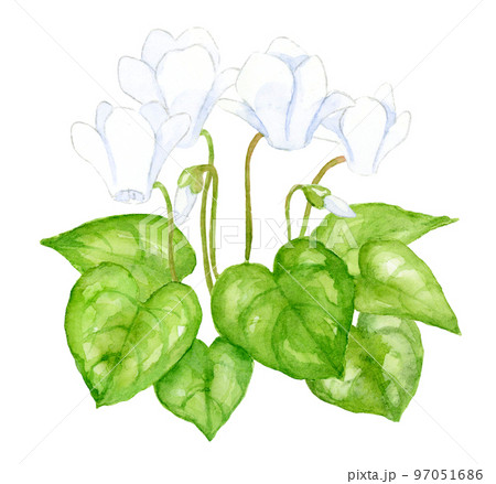 花 植物 シクラメン 水彩画の写真素材 - PIXTA