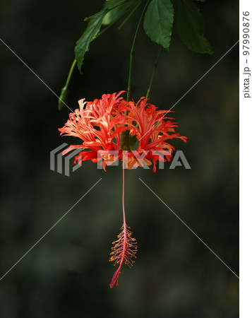 ふうりんぶっそうげの写真素材