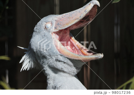 ♡ハシビ口コウ♡ 嘴広鸛 ハシビロコウ科 鳥 鳥類の写真素材 - PIXTA
