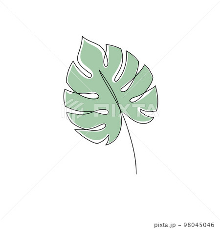 Set of Contour Illustration of Monstera Leaves. Tropical Flora