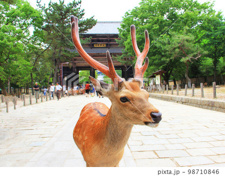 動物 鹿 子鹿 正面の写真素材 - PIXTA