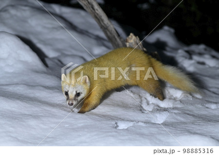 テン 動物 野生生物 冬の写真素材 - PIXTA テン 動物 野生生物 冬の写真素材 - PIXTA