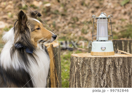 シェルティー（お座りポーズ） 屋外でお座りするシェルティー成犬の写真素材 [65656617] - PIXTA