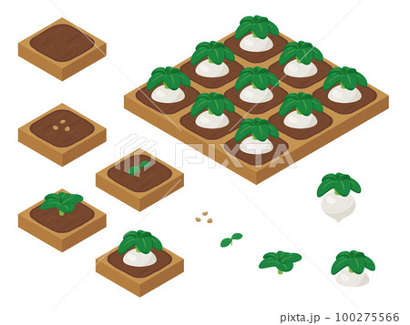 ベクター カブ 蕪 種のイラスト素材 - PIXTA