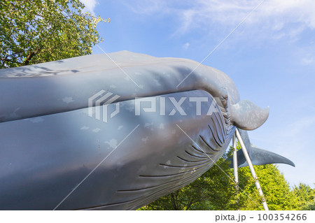シロナガスクジラ 国立科学博物館 上野の写真素材 - PIXTA