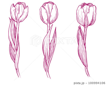 Tulip / Realistic sketch of flower - Stock Image - Everypixel