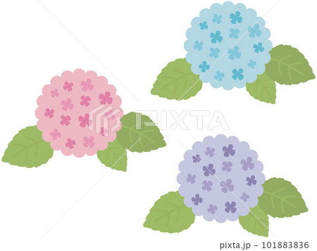 あじさい 花 紫 薄紫のイラスト素材 - PIXTA