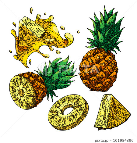 Line Art Pineapple PNG Transparent Images Free Download | Vector Files |  Pngtree