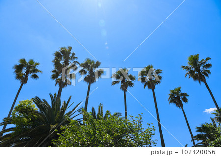 強い日差しと椰子の木のイメージ