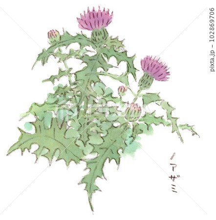 アザミのイラスト素材 - PIXTA