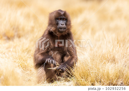 Meme Monkey Stock Photos - Free & Royalty-Free Stock Photos from Dreamstime