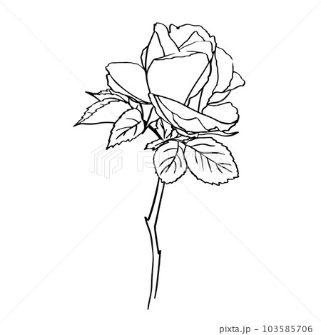 Rose – Page 4 – Download Vector