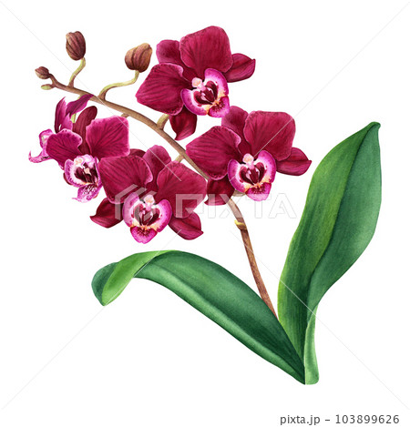 hand-drawn-botanical-