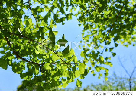 美しい新緑の葉のイメージ