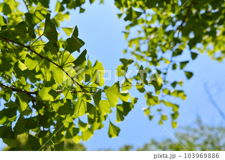 美しい新緑の葉と青空のイメージ