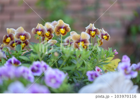 庭に咲くプリムラ