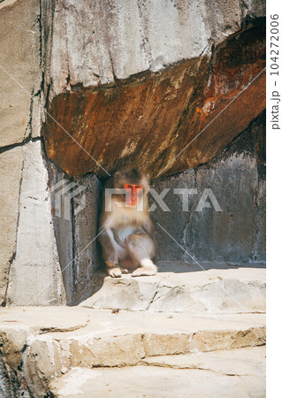 猿 動物 一人 寂しいの写真素材 - PIXTA