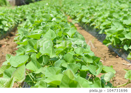 緑鮮やかなサツマイモ畑のイメージ
