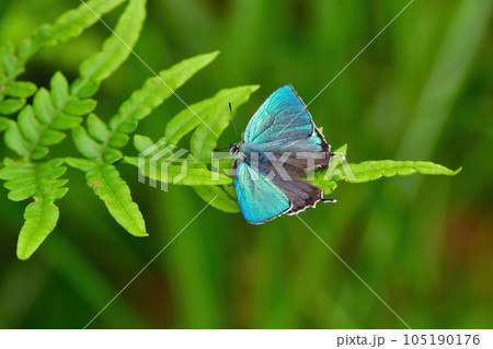 新品】綺麗なエメラルド 蝶々