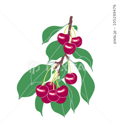cherry fruit tree branch