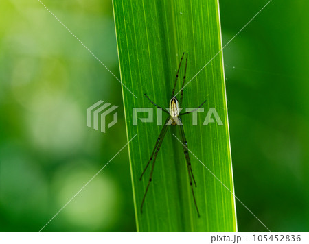 Fashionable Jumping Spiders  ハエトリグモ, クモ, 美しい生物