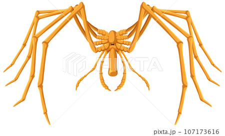 Various Spider Species Poses Cartoon Vector Illustration Stock Vector -  Illustration of cellar, halloween: 161254054