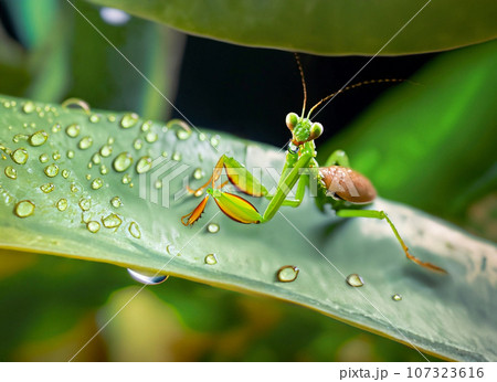 カマキリ 顔 目 昆虫の写真素材 - PIXTA