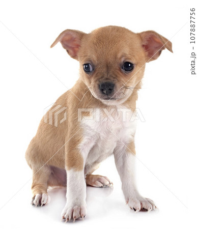 138,047 Chihuahua Images, Stock Photos, 3D objects, & Vectors